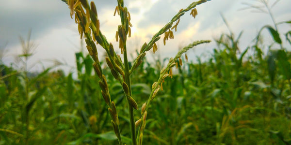 Close-up of stalks in field against sky