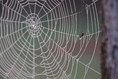 Housefly trapped on wet spider web