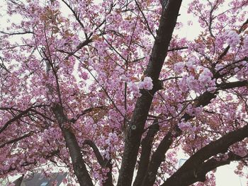 Low angle view of pink flowers on tree
