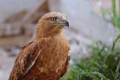 Close-up of a bird looking away