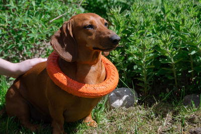 Dog looking away on field