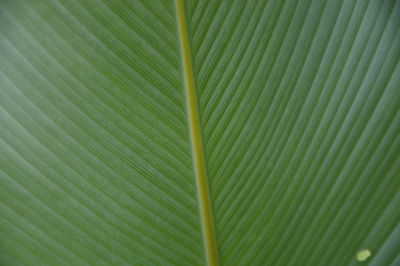 Full frame shot of palm leaves