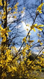 Close-up of yellow flowering plant