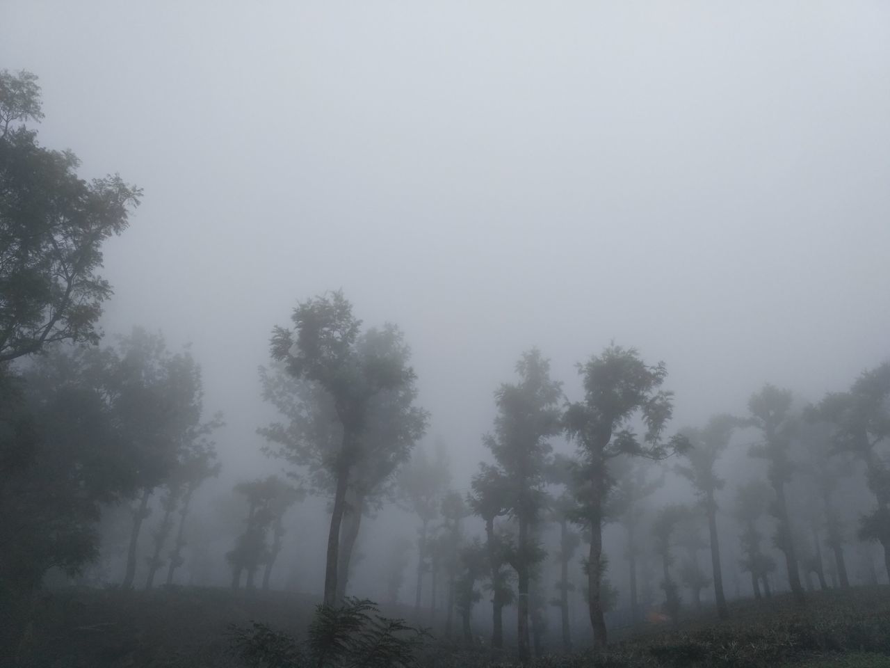 tree, fog, nature, mist, tranquility, landscape, tranquil scene, hazy, foggy, beauty in nature, no people, scenics, outdoors, day, growth, sky