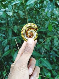 Cropped hand holding millipede against plant
