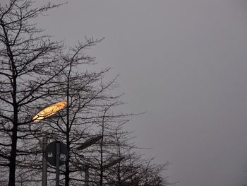 Low angle view of bare trees against sky