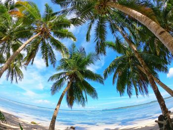 Low angle view of coconut palm trees on beach against sky