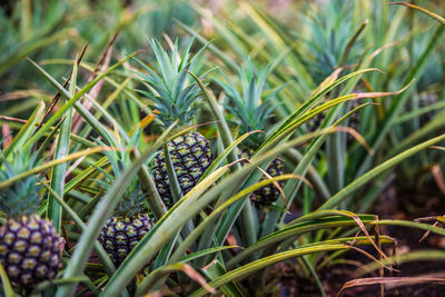 Close-up of pineapples growing on plant