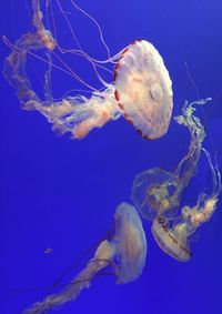 Close-up of jellyfish swimming in aquarium