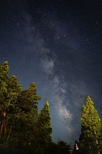 Low angle view of trees against sky at night