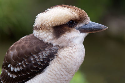 Close-up of eagle