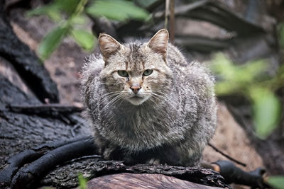 Portrait of cat sitting outdoors