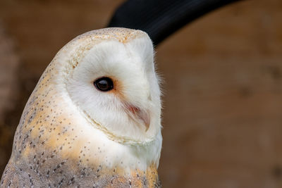 Head shot of a barn owl 