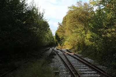 Railroad tracks in forest