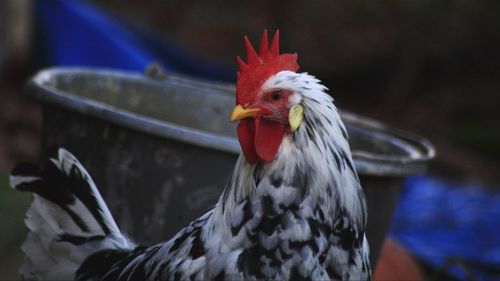 Close-up of rooster