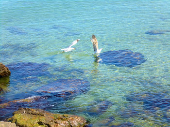 High angle view of ducks swimming in sea