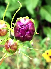 Close-up of pink flower