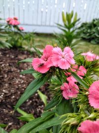 Close-up of pink flowering plant