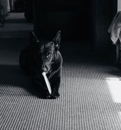 Portrait of dog standing on floor