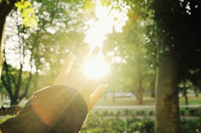 Sun shining through trees