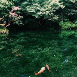 High angle view of man swimming in water