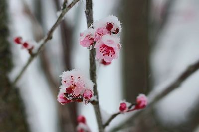 Close-up of pink flowers on branch