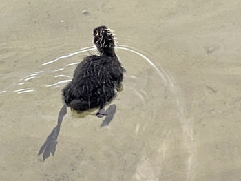 High angle view of duck swimming in lake