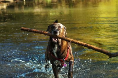 Dog carrying stick in mouth while splashing water