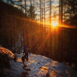 Rear view of person with dog walking in snowcapped forest at sunset