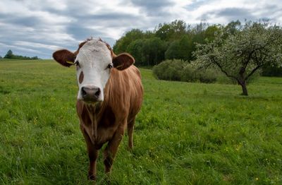 Portrait of cow on field