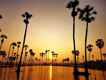 Silhouette palm trees by swimming pool against sky during sunset