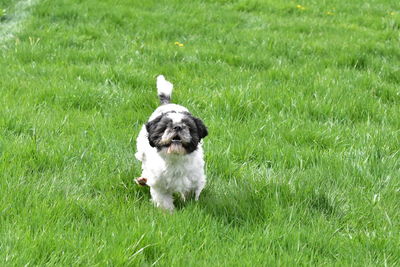 Dog running on grass