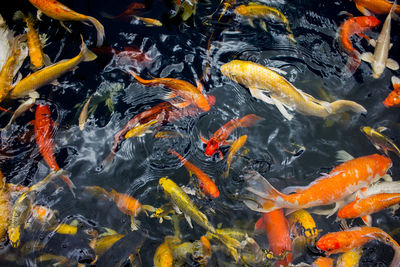 High angle view of koi carps swimming in lake