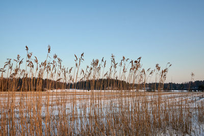 Scenic view of lake against clear sky