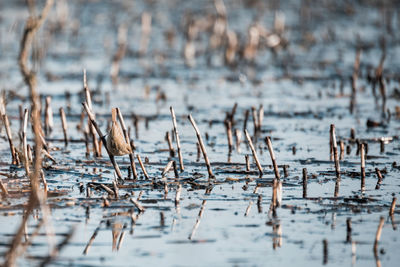 View of birds in lake