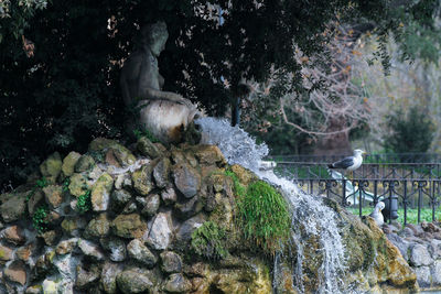View of waterfall in forest