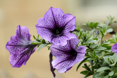 Close-up of purple flower