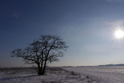 Bare tree on landscape against sky