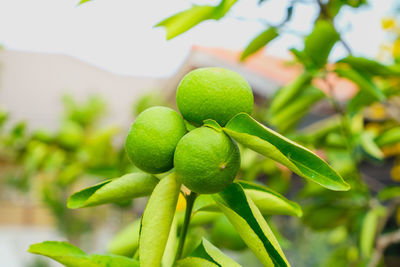 Close-up of fresh green plant