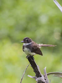 Close-up of bird perching on a branch