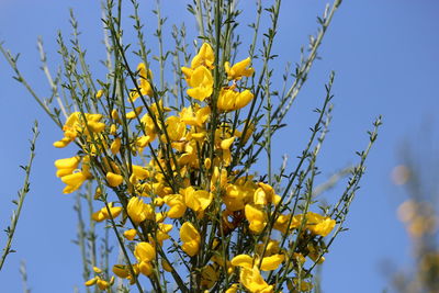 Low angle view of yellow flowering plant against sky