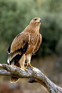 Close-up of eagle perching on branch