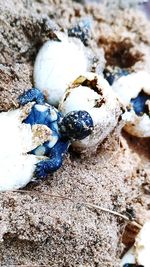 Close-up of crab on sand