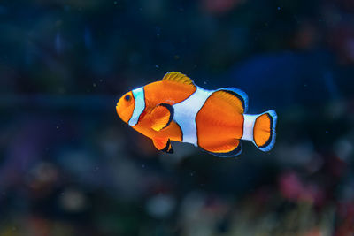 Clown fish in deep sea . exotic colorful fish in transparent water