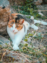 Cat sitting on field