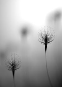 Close-up of dandelion on plant