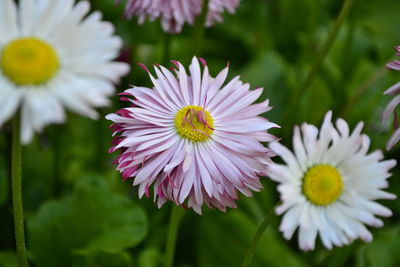 Close-up of daisy flowers