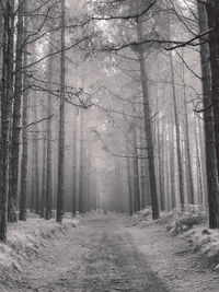 Road amidst trees in forest