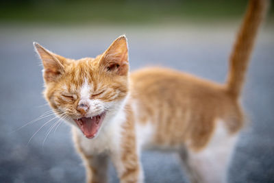 Close-up of a cat