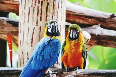 Close-up of parrot perching on wood